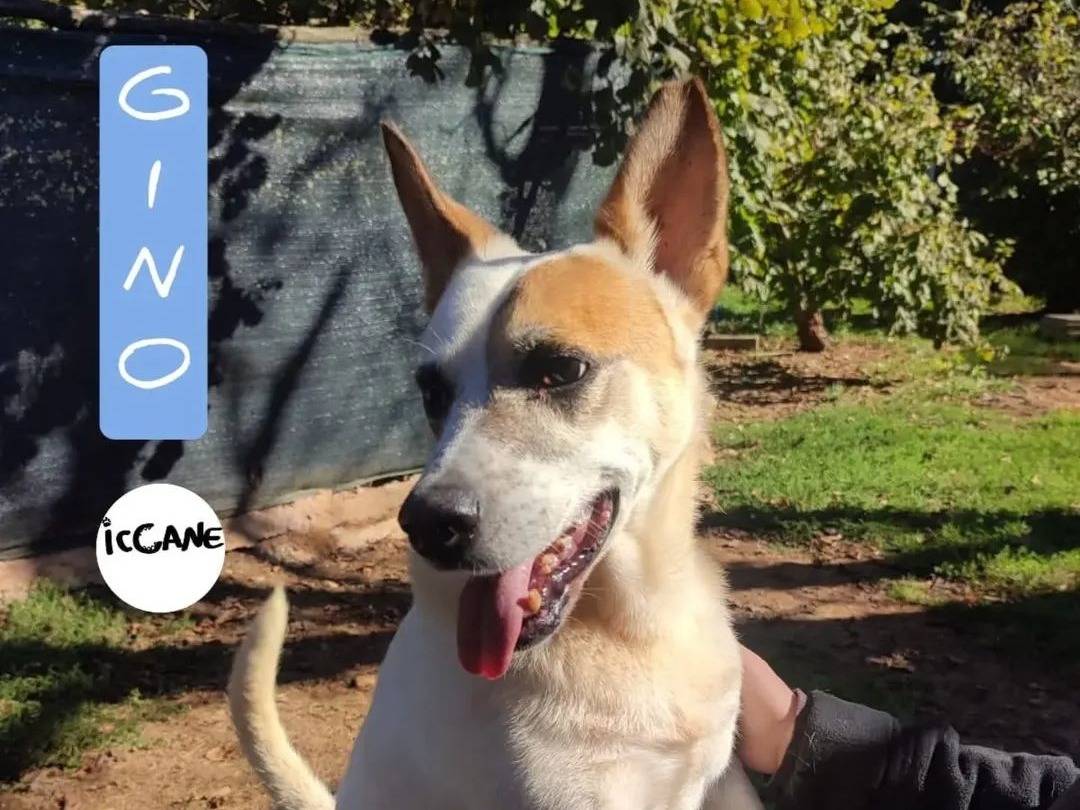 Adozione cane, maschio, Razza sconosciuta Razza sconosciuta, 6 anni e 5 mesi, taglia media, Viterbo