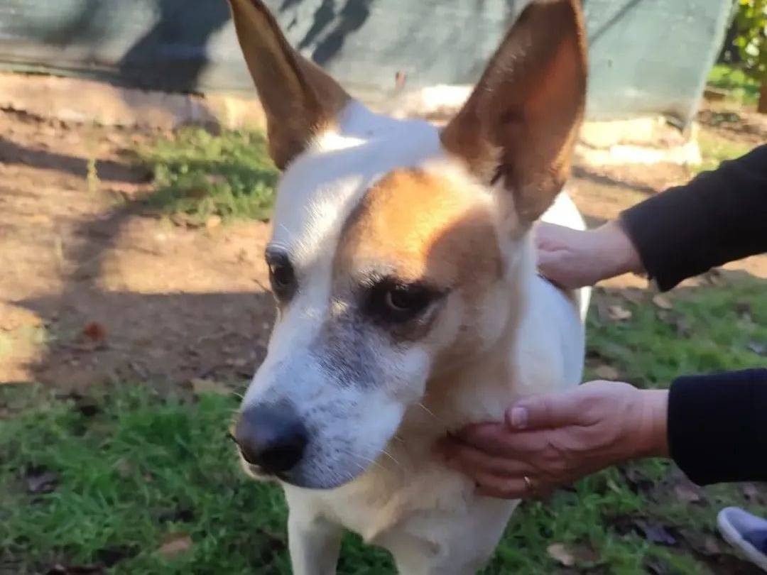 Adotta un cane, taglia media, maschio, Viterbo
