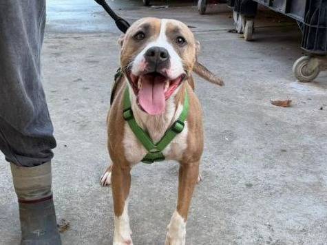 Adozione cane, femmina, Pitbull Razza sconosciuta, 3 anni e 6 mesi, taglia media, Milano
