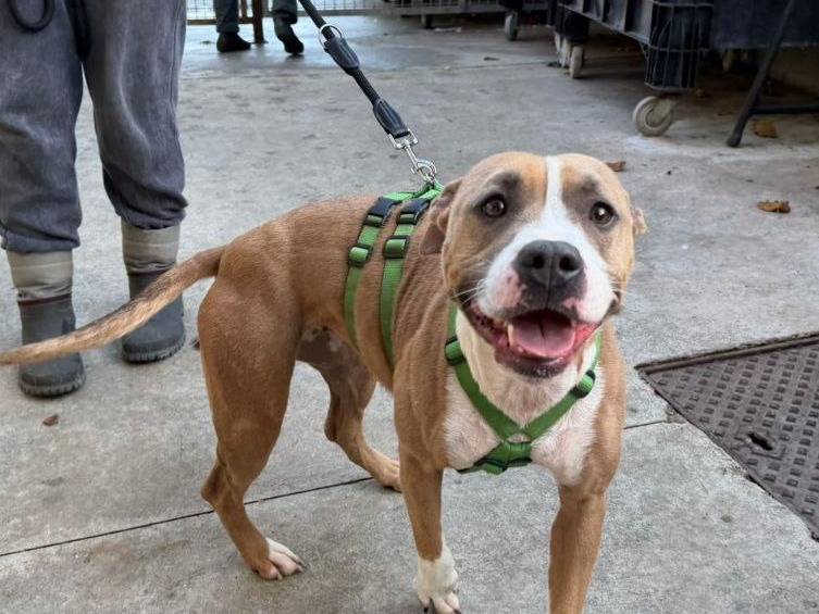 Adotta un cane, femmina, 3 anni e 6 mesi, Milano