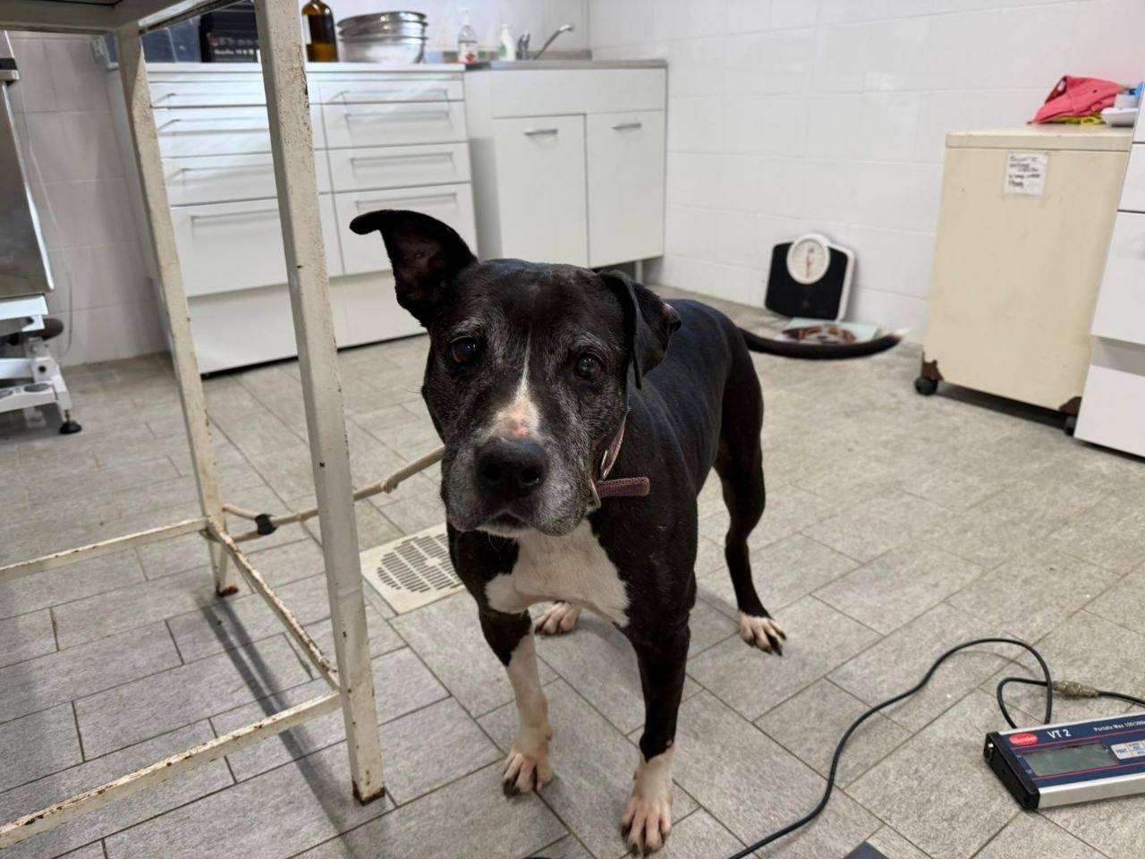 Adotta un cane, femmina, 10 anni e 5 mesi, Milano