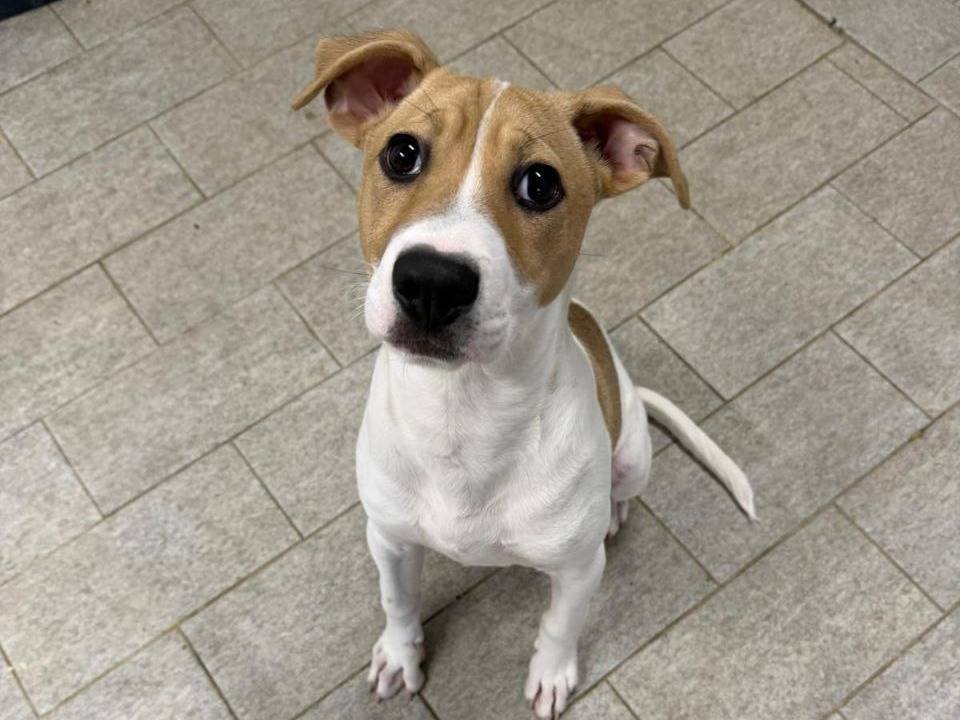 Adozione cane, maschio, Razza sconosciuta Razza sconosciuta, 5 mesi, taglia media, Milano