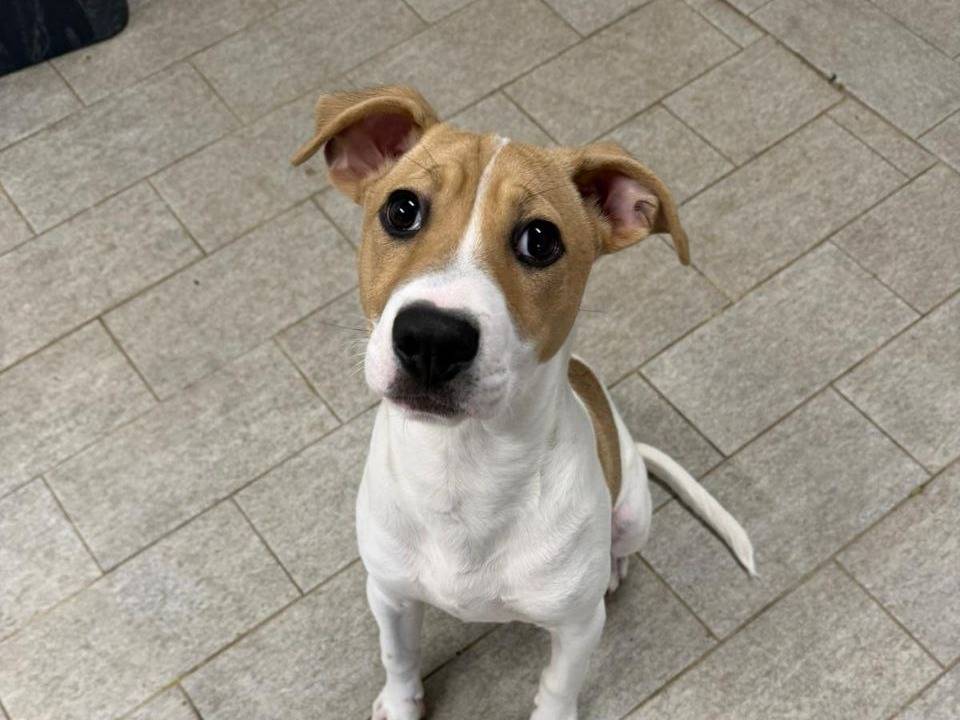 Adotta un cane, maschio, 5 mesi, Milano