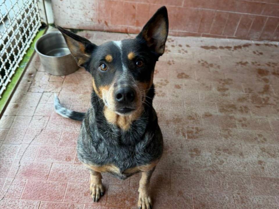 Adozione cane, femmina, Razza sconosciuta Razza sconosciuta, 7 anni e 5 mesi, taglia piccola, Milano