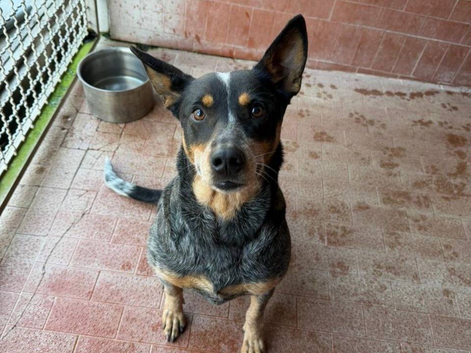 Adotta un cane, femmina, 7 anni e 5 mesi, Milano