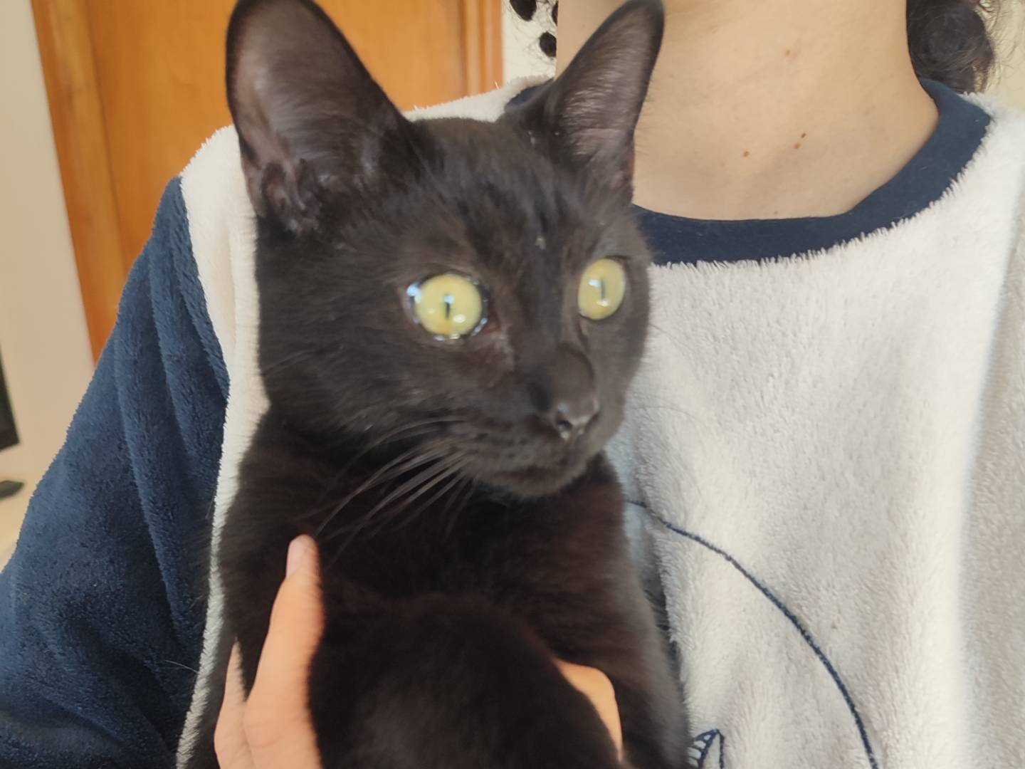 Adotta un gatto, femmina, 5 mesi, Viterbo