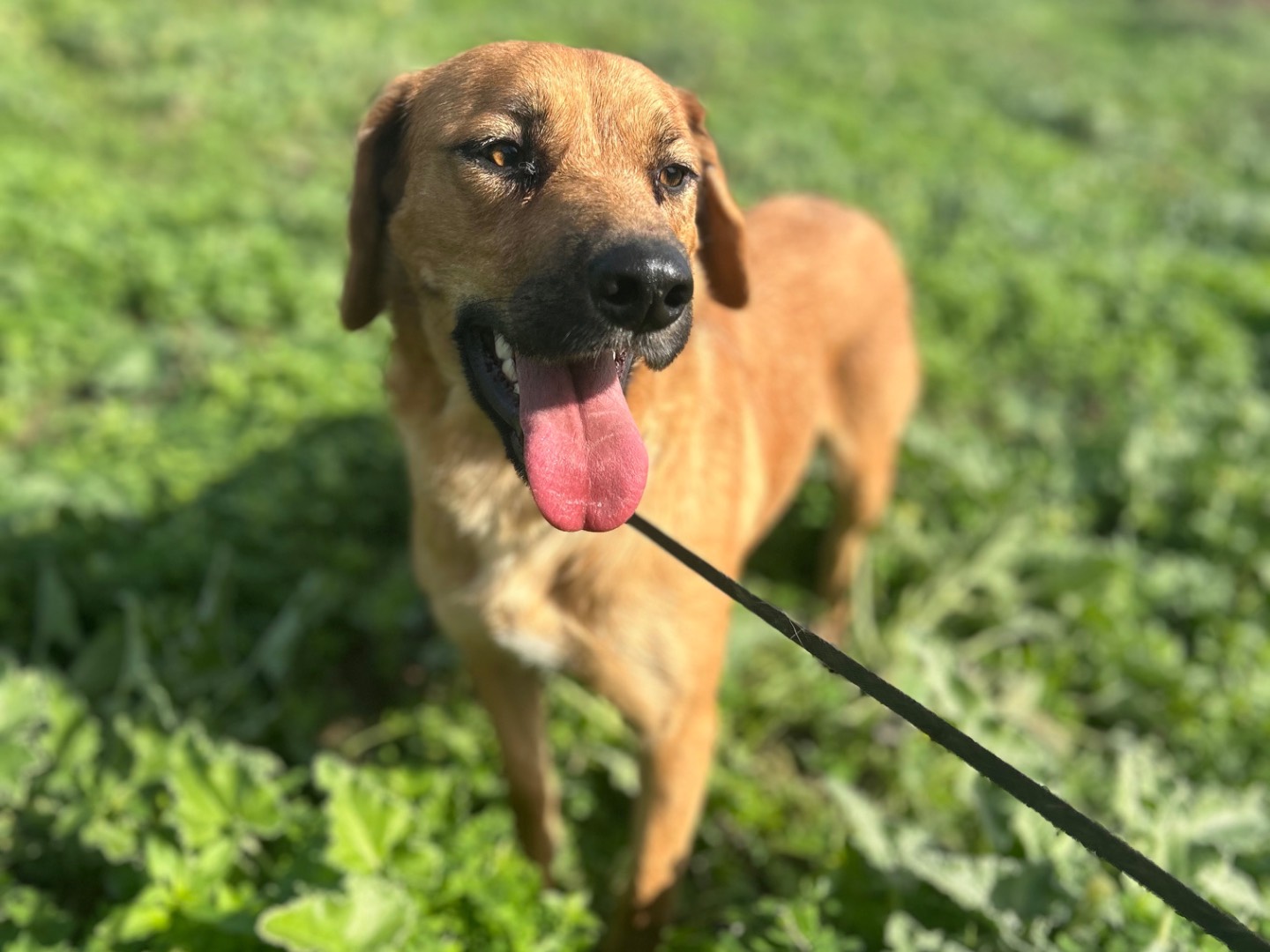 Adozione cane, femmina, Razza sconosciuta Labrador Retriever, 1 anno e 10 mesi, taglia grande, Siracusa