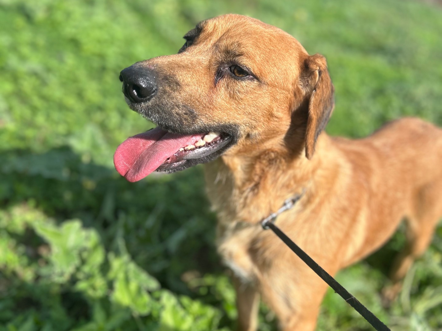 Adotta un cane, femmina, 1 anno e 10 mesi, Siracusa