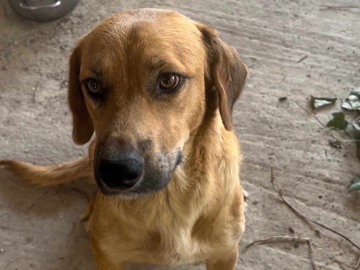 Adotta un cane, taglia grande, femmina, Siracusa