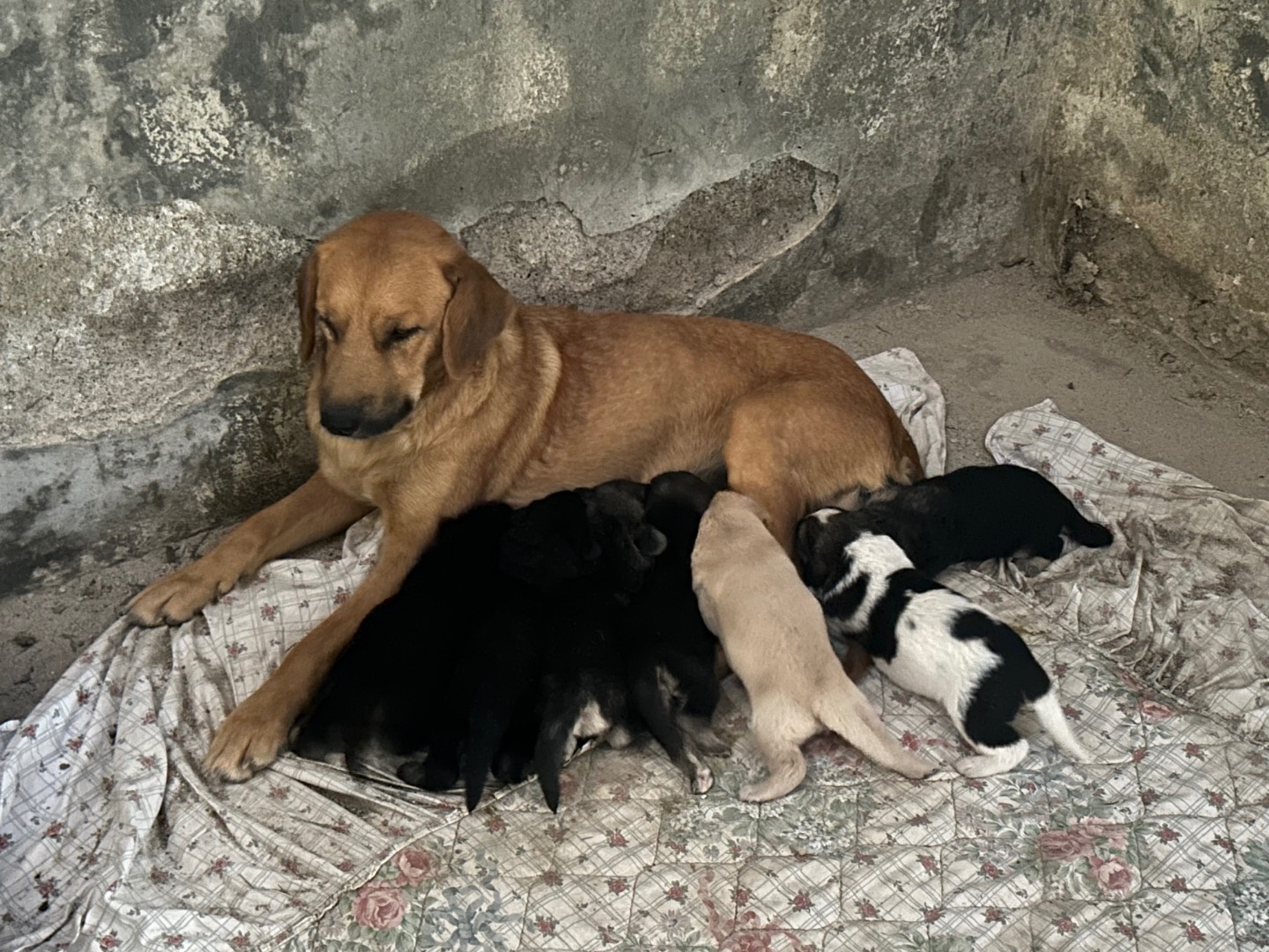 Vuoi adottare un cane a Siracusa?