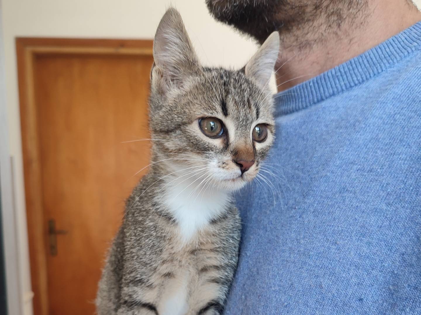 Adozione gatto, maschio, Razza sconosciuta Razza sconosciuta, 3 mesi, taglia non valida, Viterbo