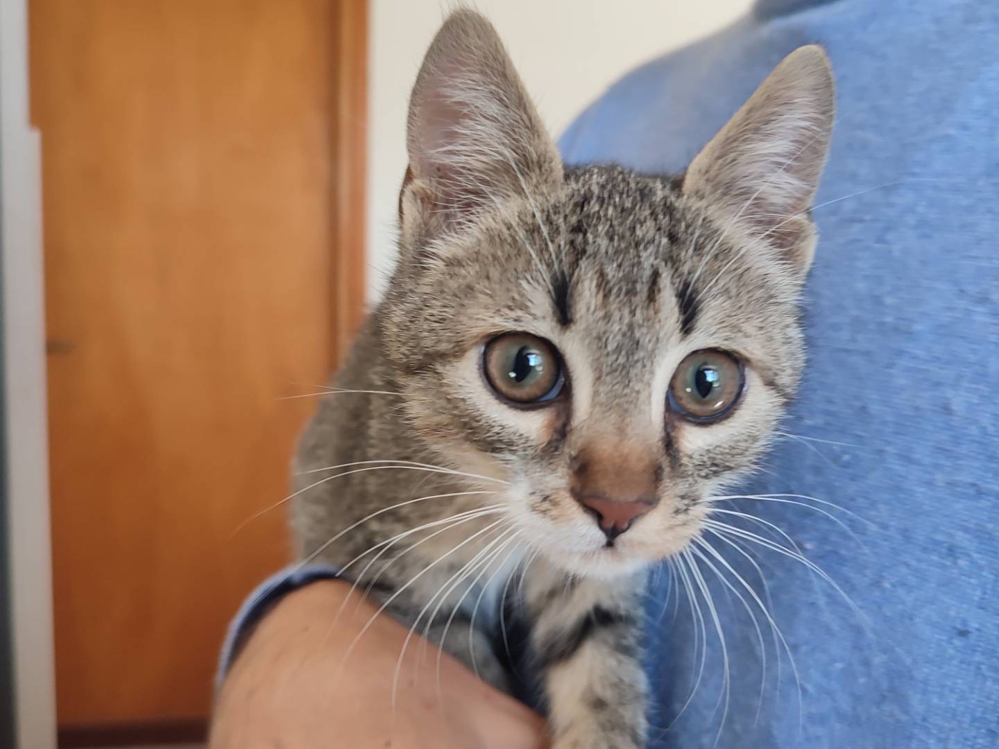 Adotta un gatto, maschio, 3 mesi, Viterbo
