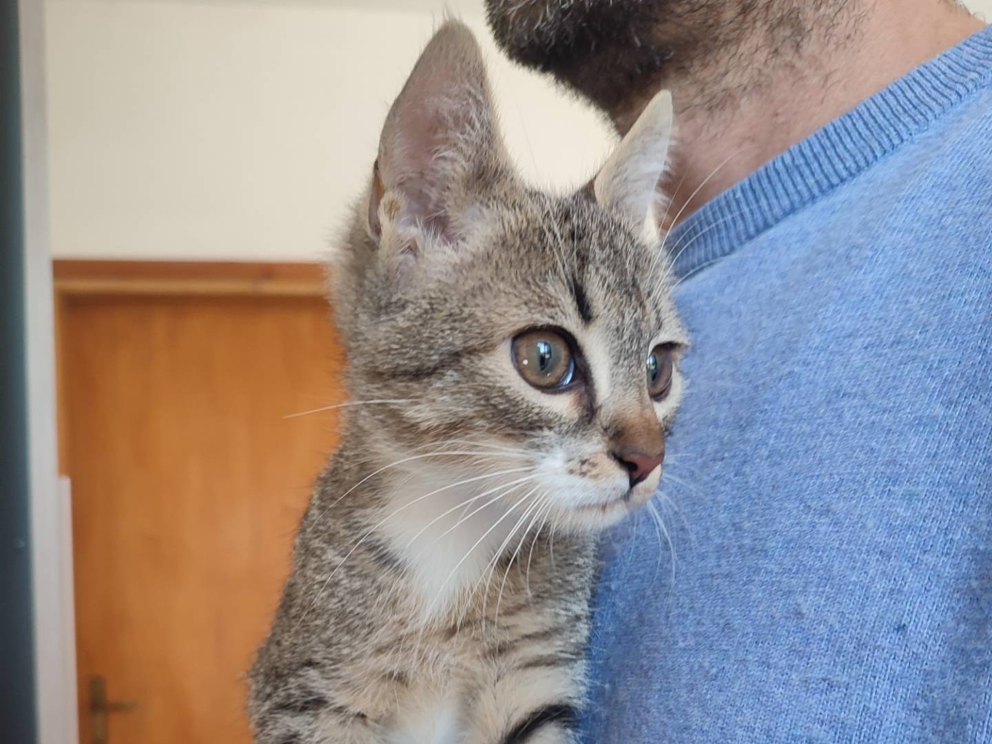 Adotta un gatto, taglia non valida, maschio, Viterbo