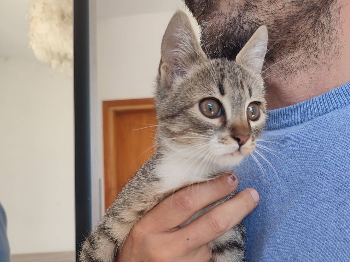 Vuoi adottare un gatto a Viterbo?