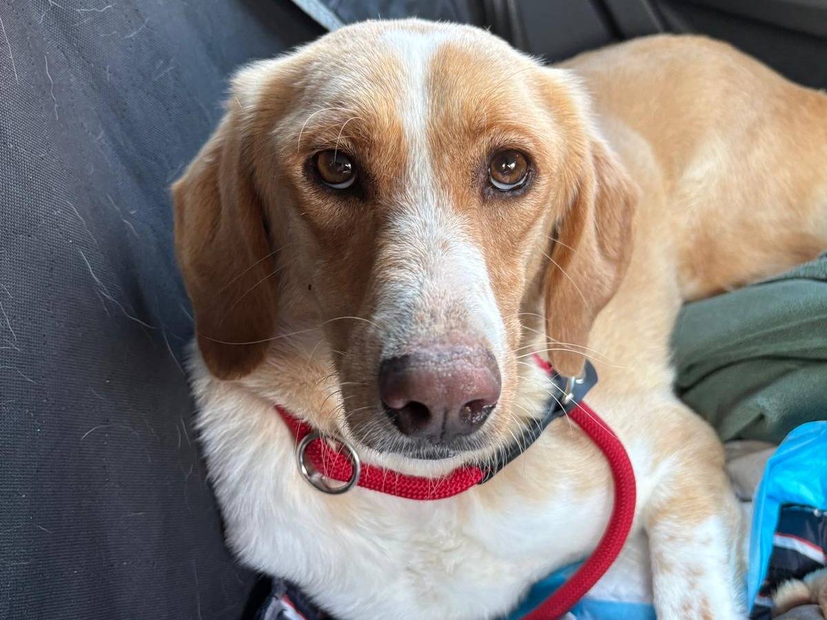 Adozione cane, femmina, Razza sconosciuta Razza sconosciuta, 2 anni e 9 mesi, taglia media, Lecco