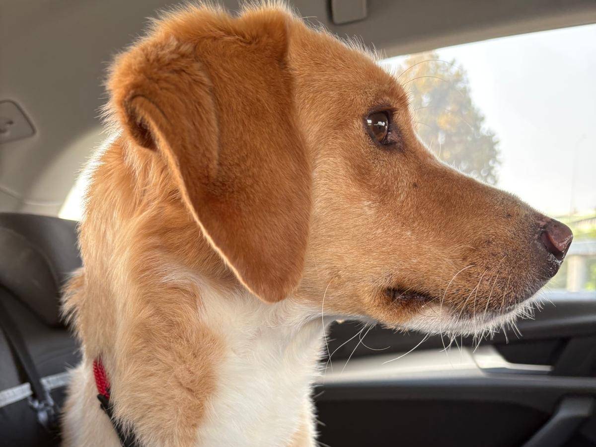 Adotta un cane, femmina, 2 anni e 9 mesi, Lecco