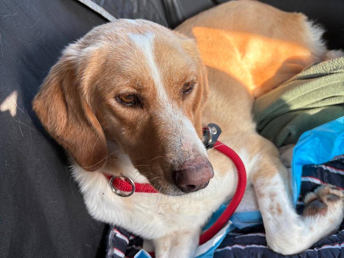 Adotta un cane, taglia media, femmina, Lecco