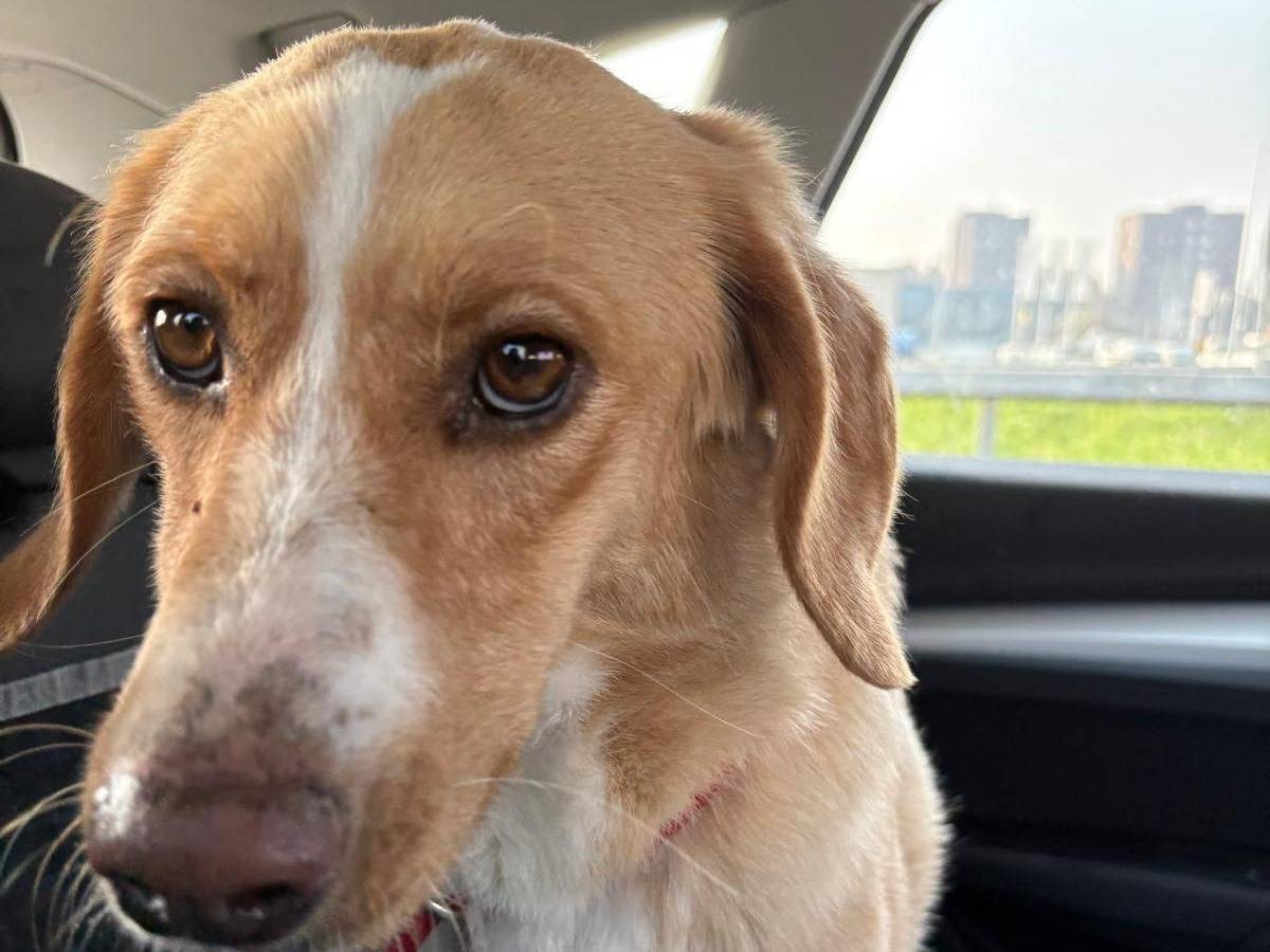 Vuoi adottare un cane a Lecco?