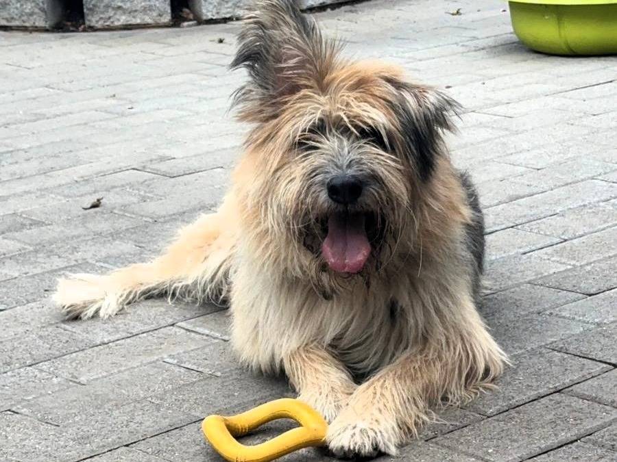 Adozione cane, maschio, Razza sconosciuta Razza sconosciuta, 7 anni e 11 mesi, taglia media, Milano