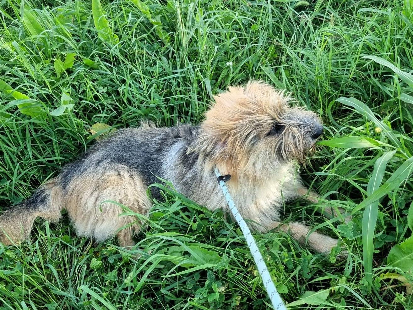 Adotta un cane, taglia media, maschio, Milano