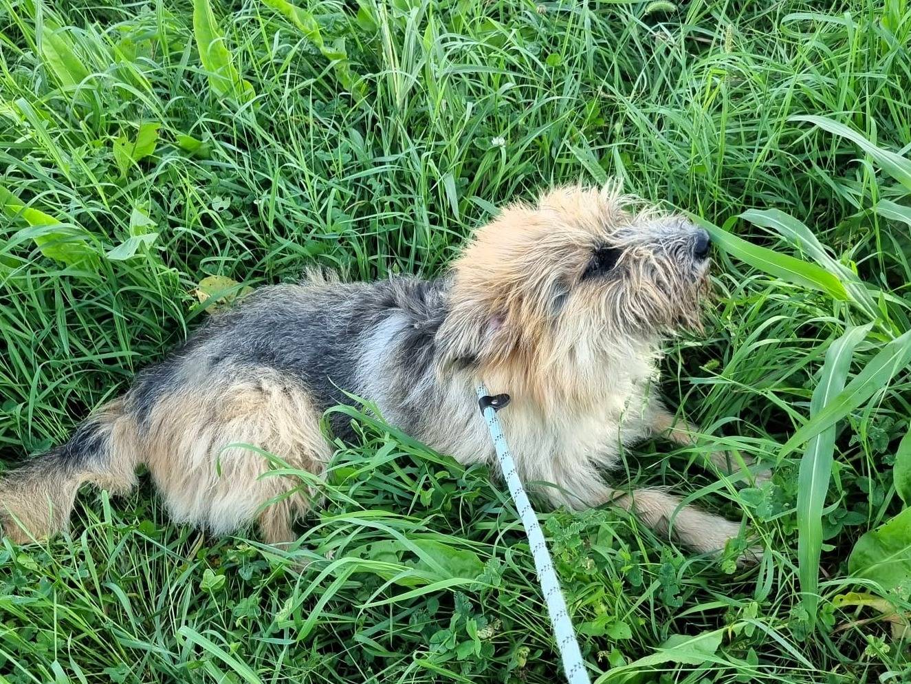 Vuoi adottare un cane a Milano?