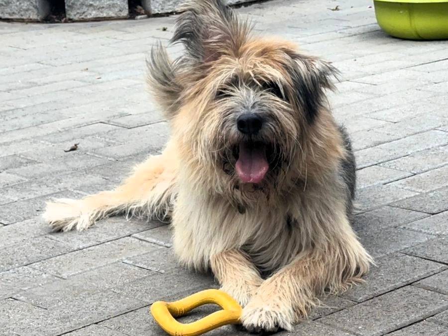 Adotta il cane SPANK a Milano
