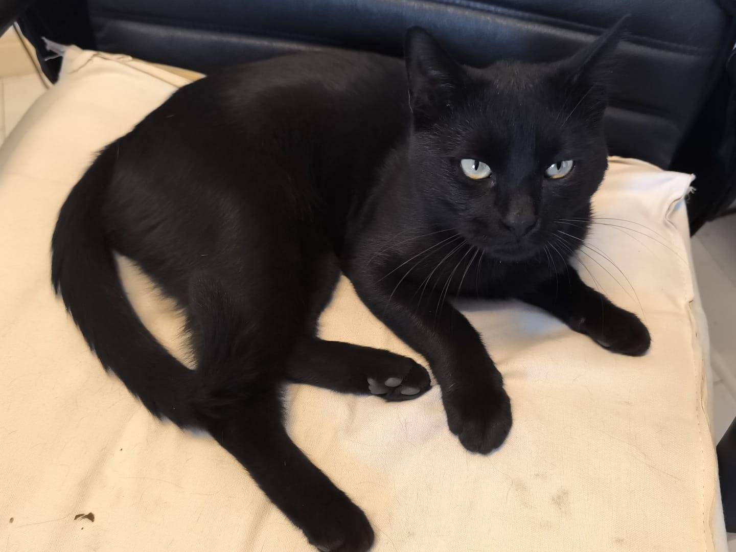 Adozione gatto, maschio, Razza sconosciuta Razza sconosciuta, 2 anni e 3 mesi, taglia non valida, Caserta