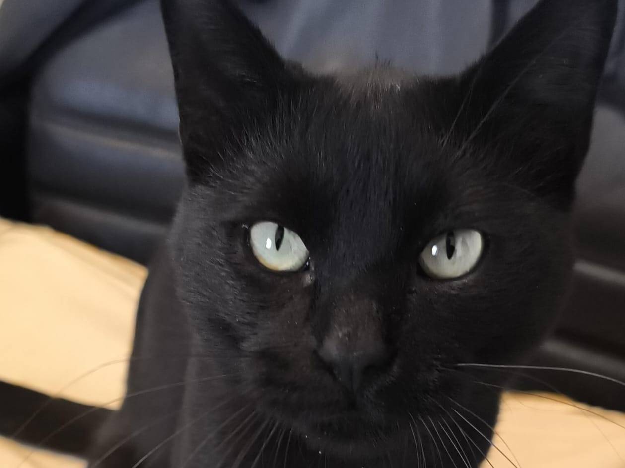 Adotta un gatto, maschio, 2 anni e 3 mesi, Caserta