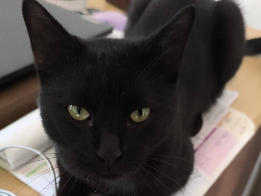 Adotta un gatto, taglia non valida, maschio, Caserta