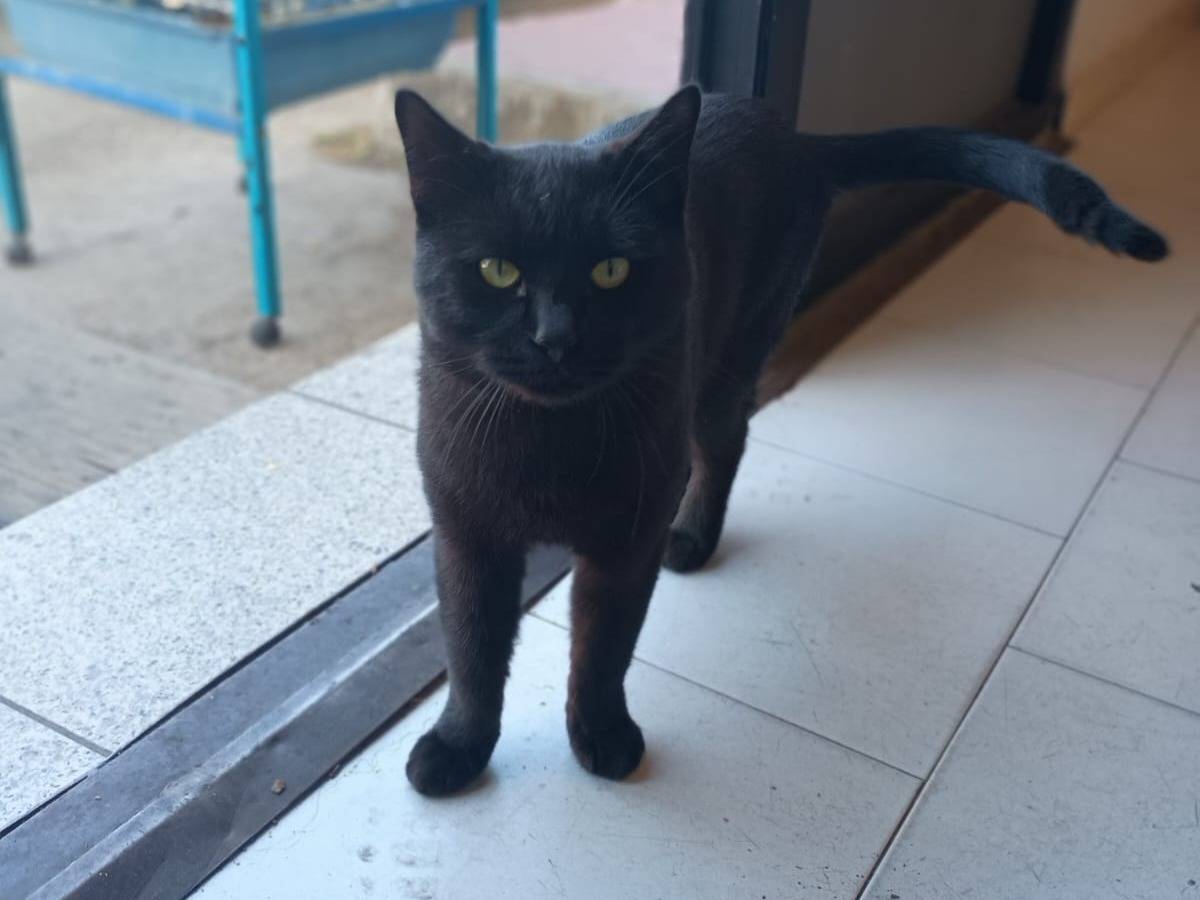 Vuoi adottare un gatto a Caserta?