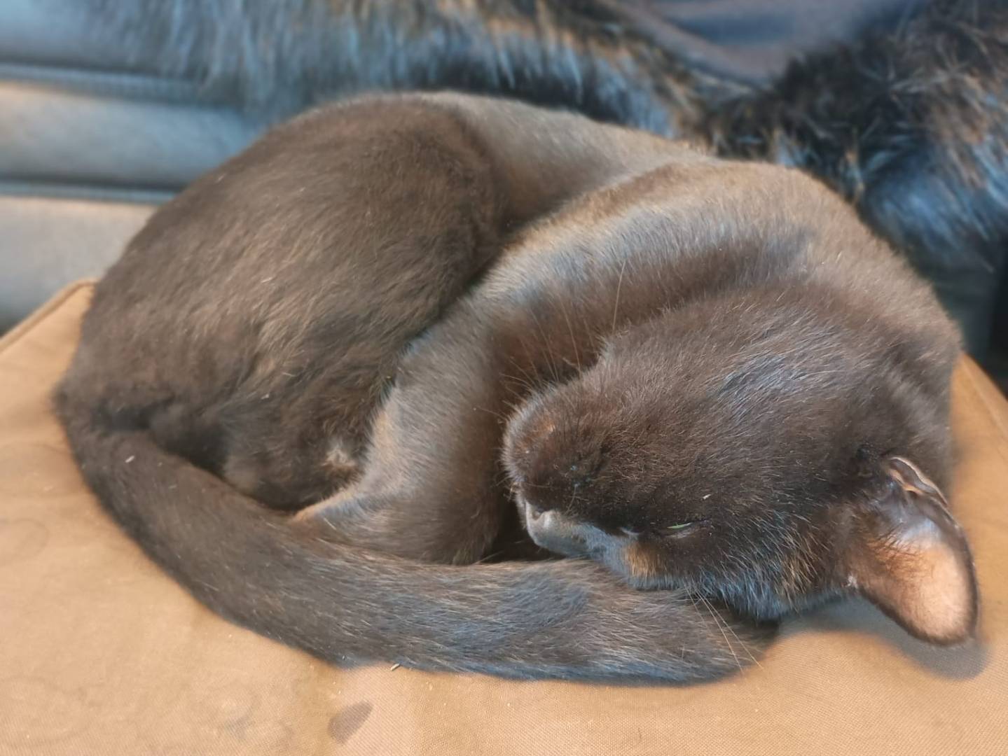 Adotta il gatto NERONE a Caserta