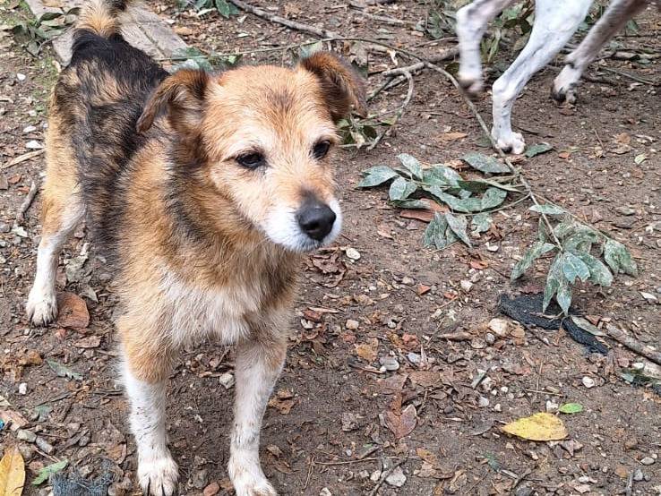 Adozione cane, maschio, Razza sconosciuta Razza sconosciuta, 13 anni e 1 mese, taglia piccola, Pisa