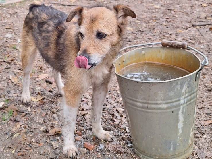 Adotta un cane, maschio, 13 anni e 1 mese, Pisa