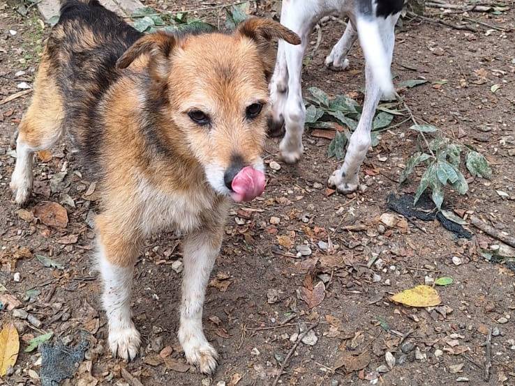 Adotta un cane, taglia piccola, maschio, Pisa