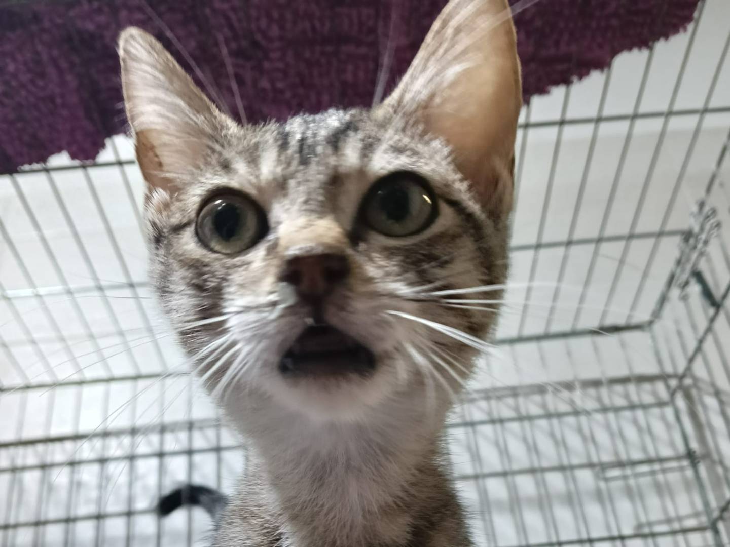 Adozione gatto, maschio, Razza sconosciuta Razza sconosciuta, 5 mesi, taglia non valida, Milano