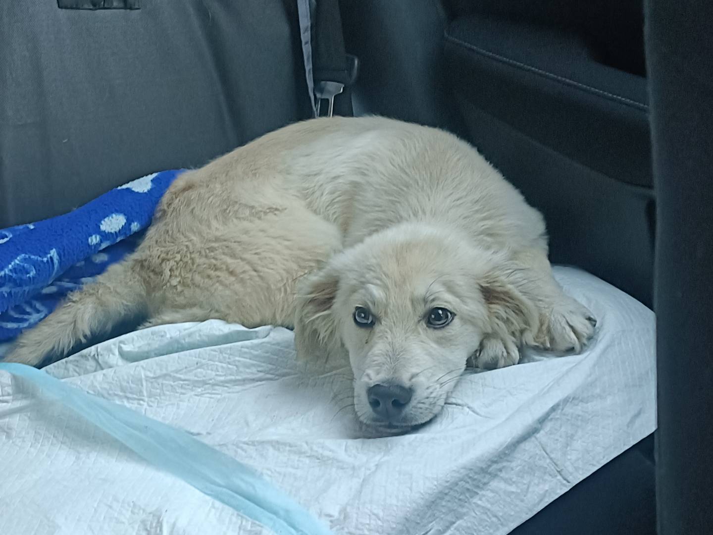 Adozione cane, maschio, Razza sconosciuta Razza sconosciuta, 4 mesi, taglia piccola, Lecco