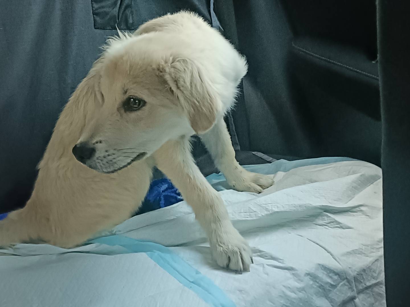 Adotta un cane, maschio, 4 mesi, Lecco