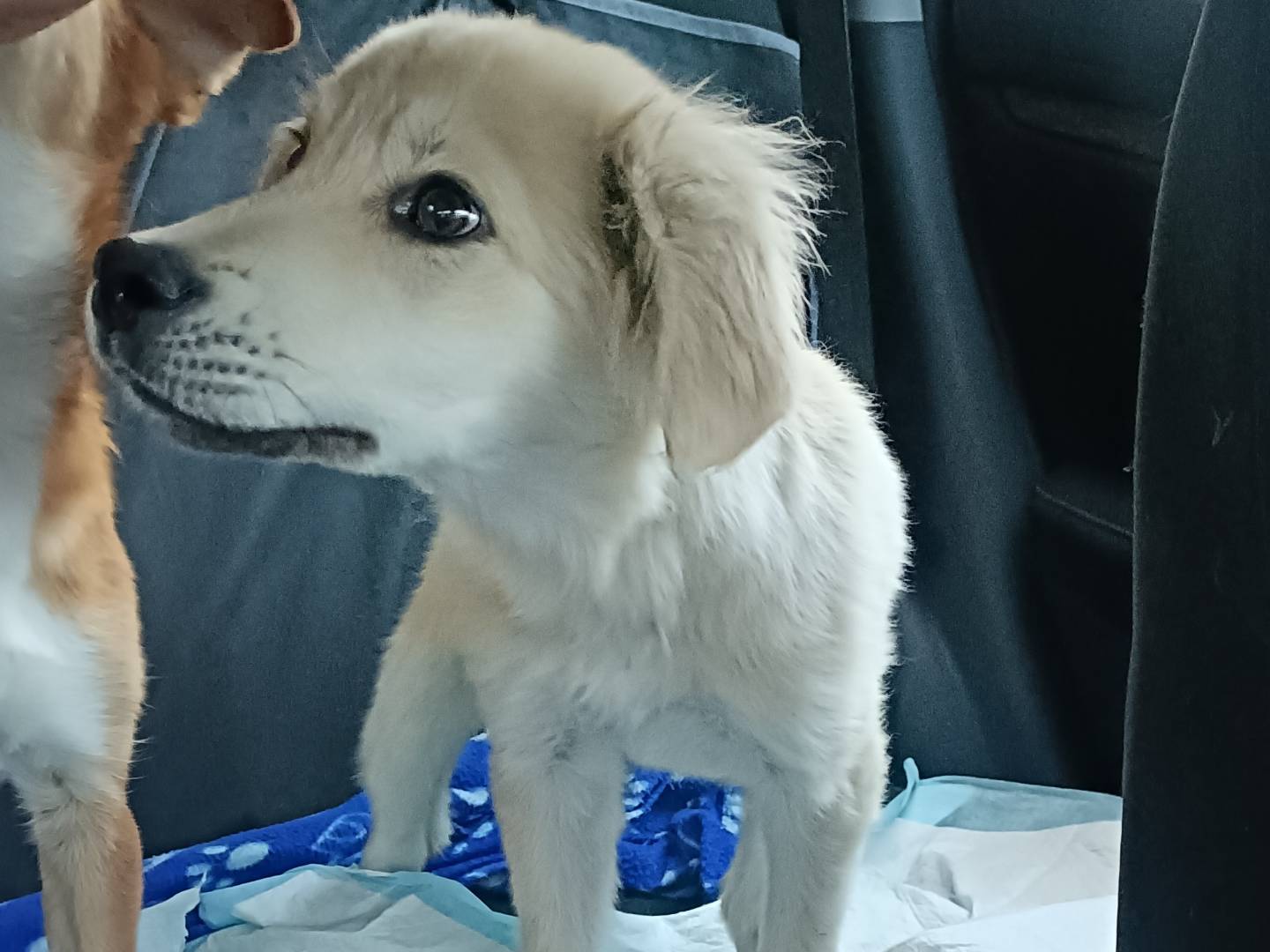 Adotta un cane, taglia piccola, maschio, Lecco