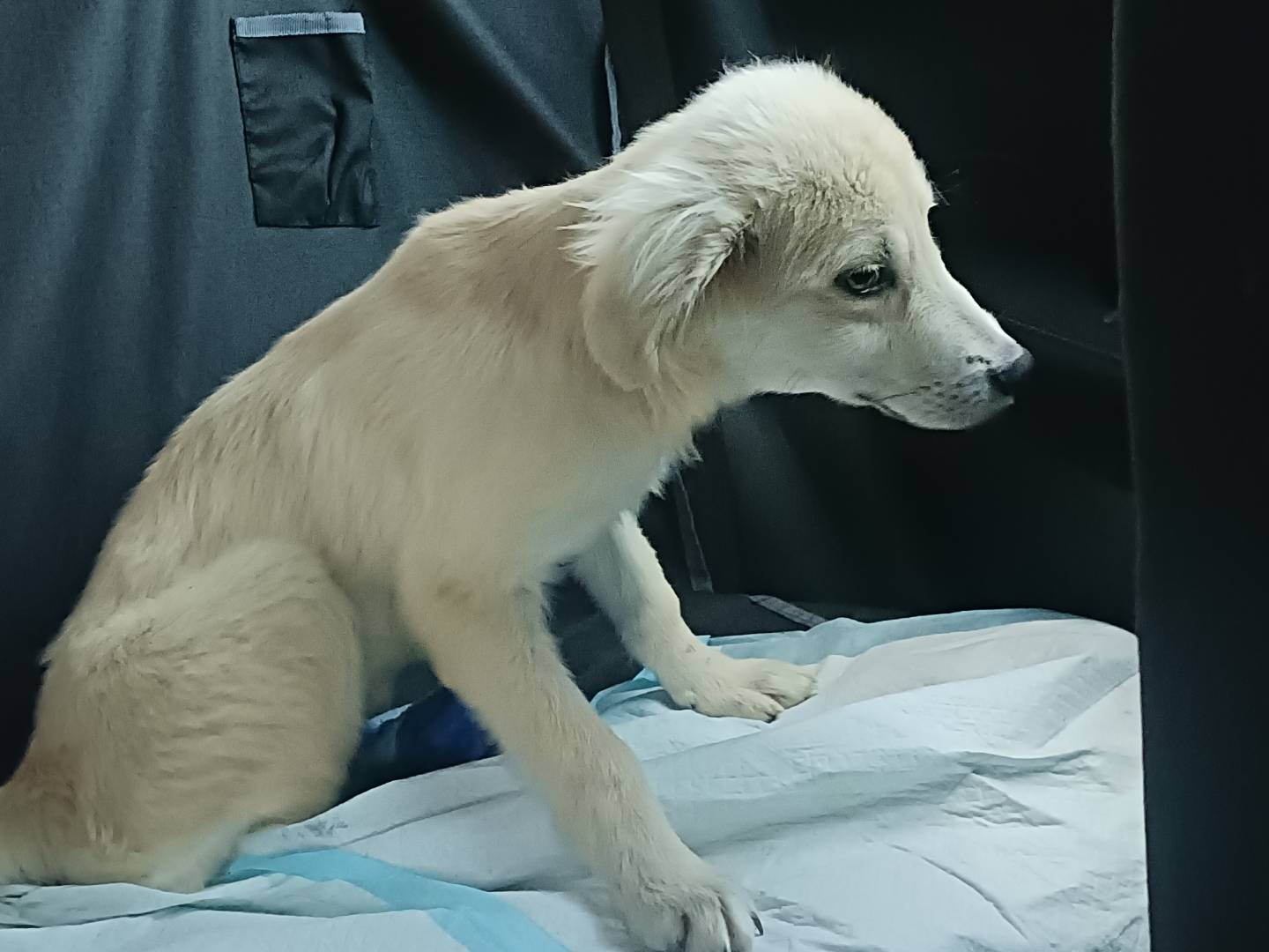 Vuoi adottare un cane a Lecco?