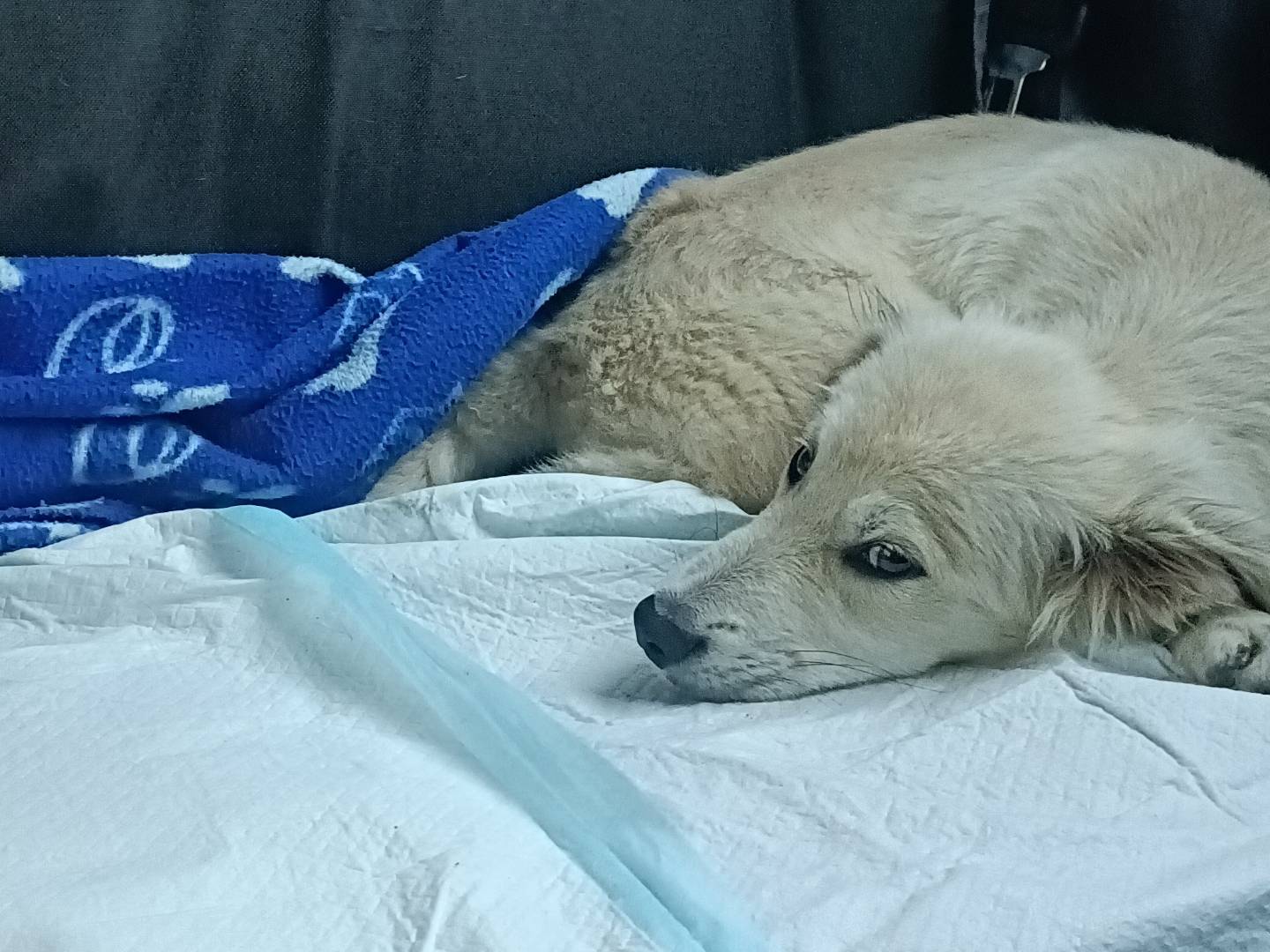 Adotta il cane Heart a Lecco