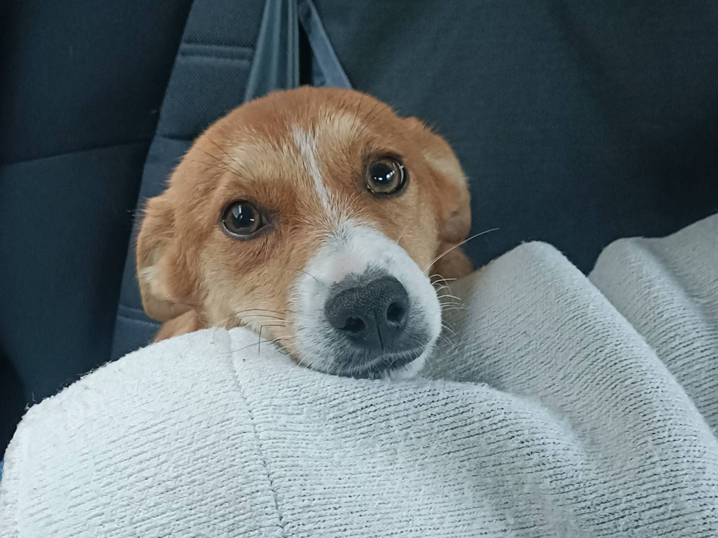 Adozione cane, maschio, Razza sconosciuta Razza sconosciuta, 4 mesi, taglia piccola, Lecco