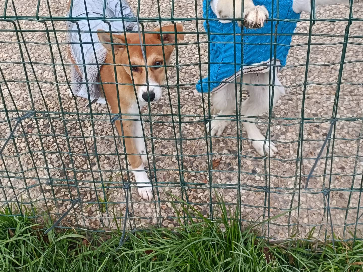 Adotta un cane, maschio, 4 mesi, Lecco