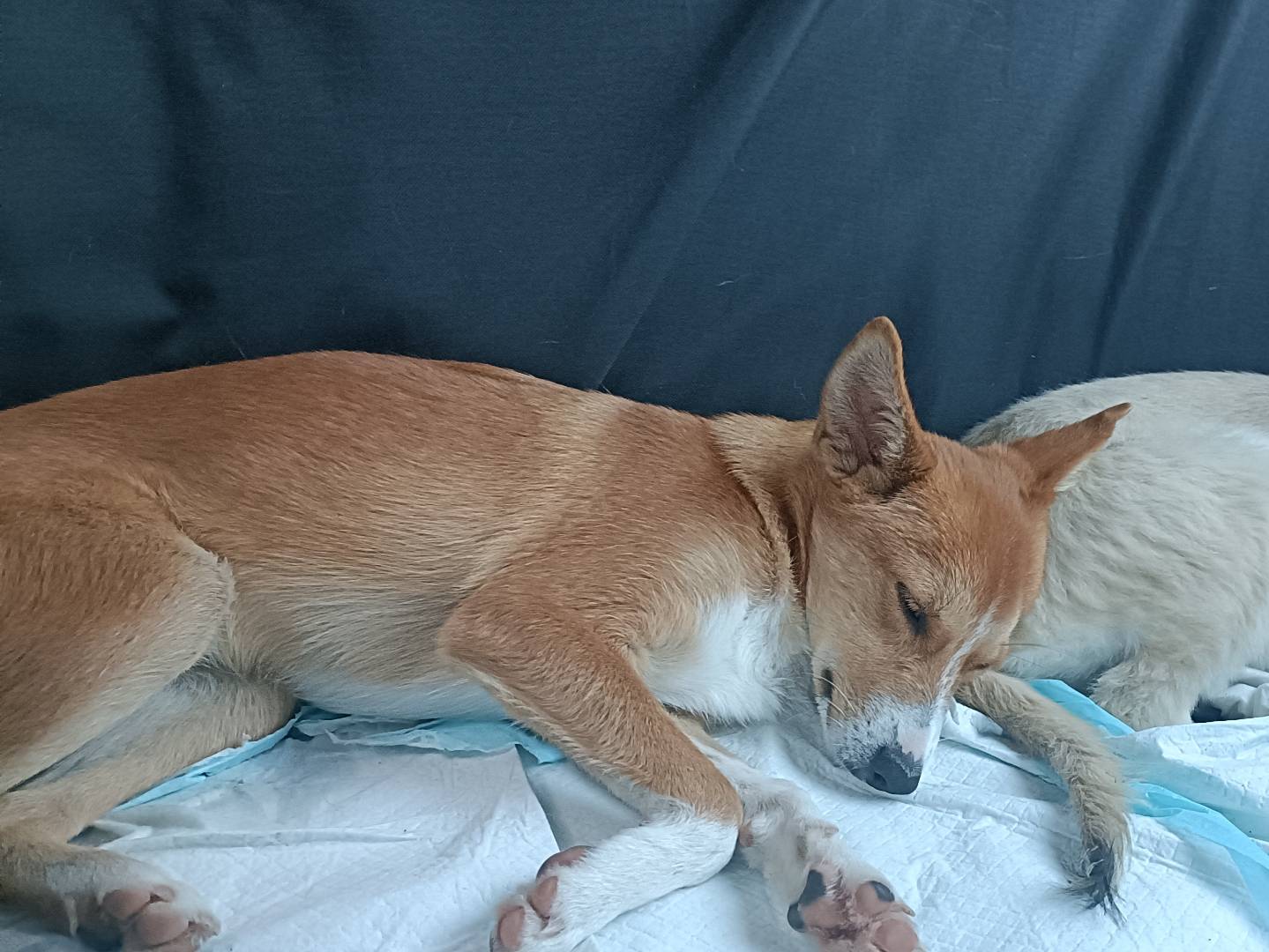 Adotta un cane, taglia piccola, maschio, Lecco