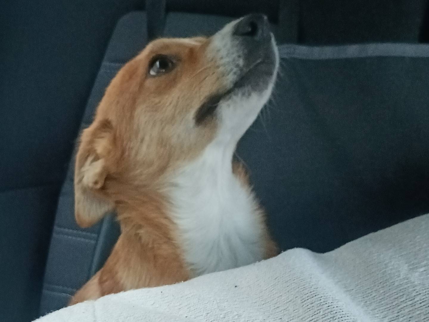 Vuoi adottare un cane a Lecco?