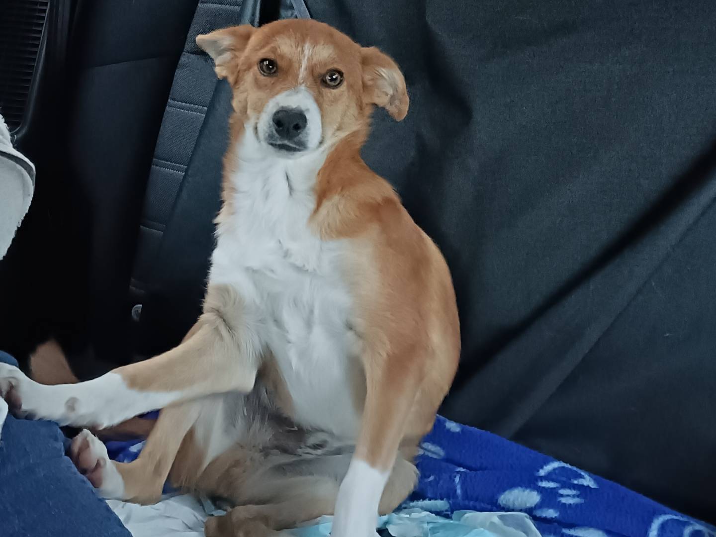 Adotta il cane Egidio  a Lecco