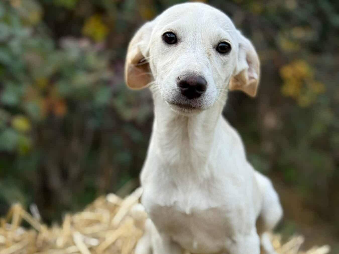 Adozione cane, femmina, Razza sconosciuta Razza sconosciuta, 5 mesi, taglia media contenuta, Firenze