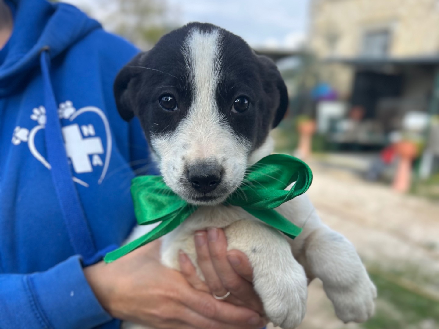 Adozione cane, maschio, Razza sconosciuta Razza sconosciuta, 3 mesi, taglia media, Foggia