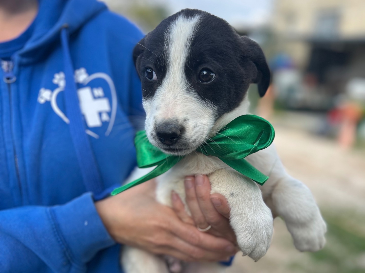 Adotta un cane, maschio, 3 mesi, Foggia