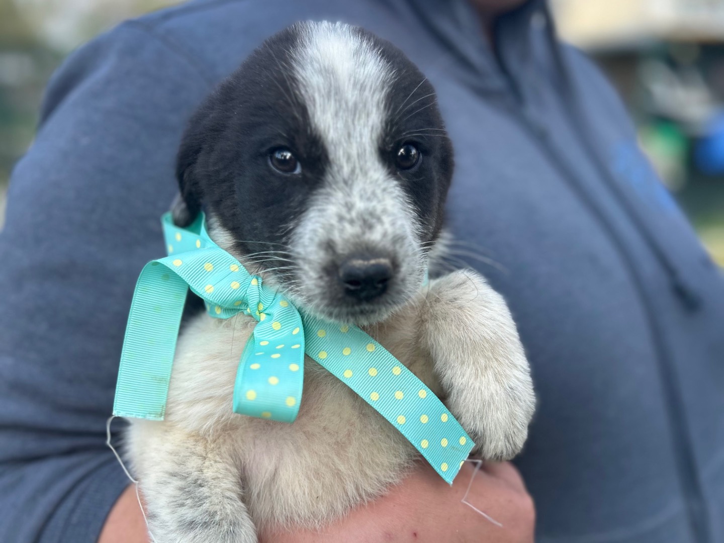 Adozione cane, maschio, Razza sconosciuta Razza sconosciuta, 3 mesi, taglia media, Foggia