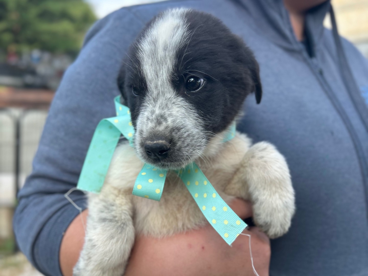 Adotta un cane, maschio, 3 mesi, Foggia